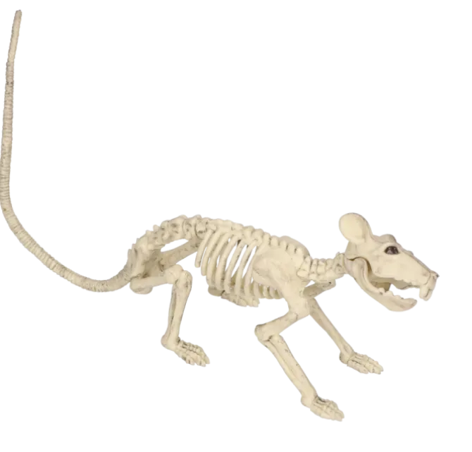 Skelet Halloween rat