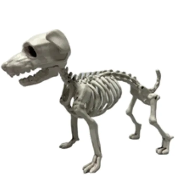 Skelet Schnauzer